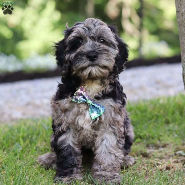 Soren, Cockapoo Puppy